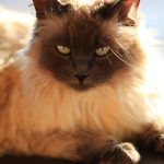 Non-Shedding Cat Breeds