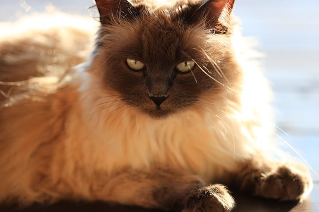 Discover Non-Shedding Cat Breeds for a Cleaner, Allergen-Free Home