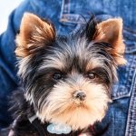 Travel-Friendly Dog Breeds